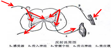脊蛙的反射弧结构图片
