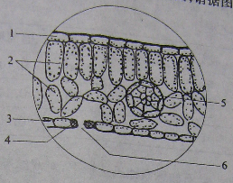薄荷茎的显微结构图图片