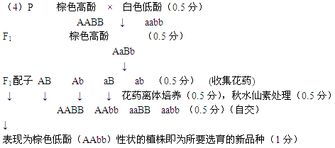 棕色简谱_儿歌简谱(3)