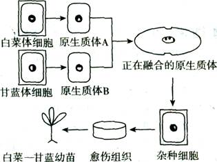 下列说法正确的是a图示白菜