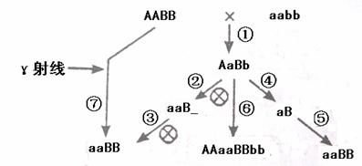AaBb基因连锁图解图片