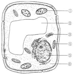 硅藻细胞结构图图片