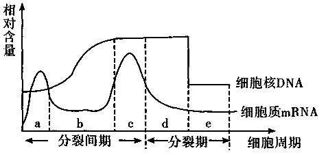 细胞周期dna变化曲线图图片