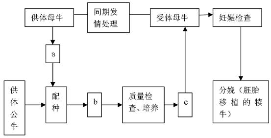 8分 牛胚胎移植的基本程序如图所示