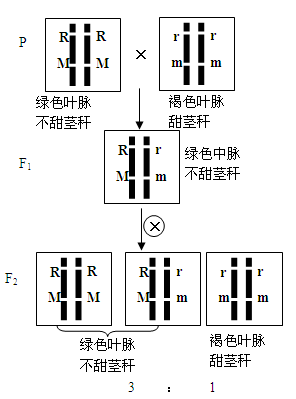 玉米遗传图解图片