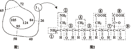 下面是某蛋白质的肽链结构示意图图1其中数字为氨基酸序号及部分肽链
