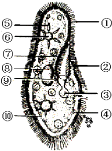 草履虫显微镜手绘图图片