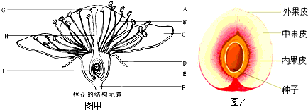 桃子的结构示意图图片