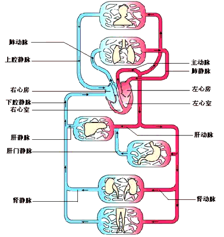 肝血液循环途径图解图片