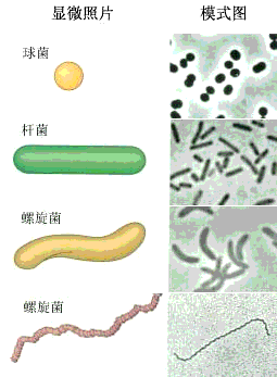 解答:细菌的基本形态有球状,杆状和螺旋状,如图;据此细菌可分为球菌