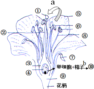 (1)花的结构中最主要的结构是 和 , (2)⑦是 由 发育而来