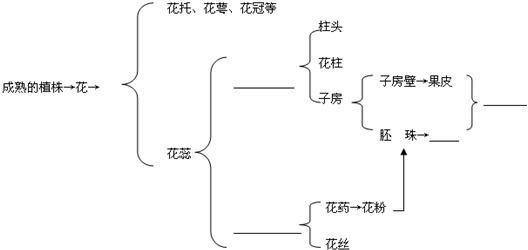 花与果实的对应结构图图片