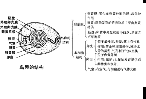 点评:解答此类题目的关键是熟知鸡卵的结构和功能