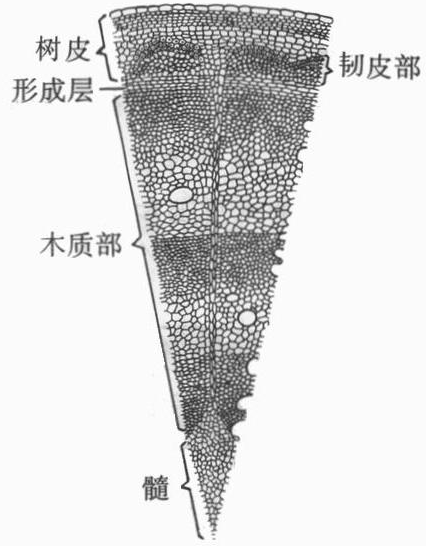 树茎的结构简图图片