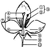 海棠花的结构示意图图片