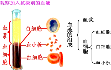 红细胞白细胞血小板b红细胞和血浆c白细胞和血浆d
