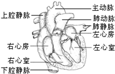 請根據圖輸送血液的泵----心臟結構圖回答問題