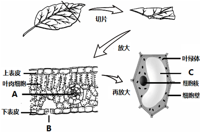 如图表示将叶片制成切片,在显微镜下观察到叶片的结构图