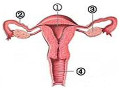 宫腔下段是什么部位图片