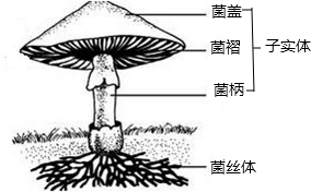 香菇外形结构图图片