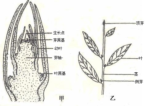 茎的初生结构示意图图片
