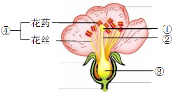 (1)花的雌蕊由①