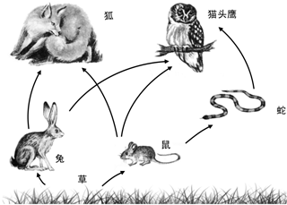 在草→鼠→蛇→鹰 这条食物链中草属于生态系统中的( )a生产者b