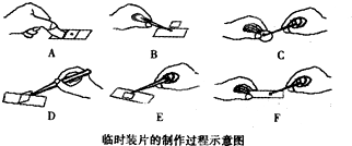 盖玻片载玻片图示图片