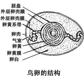 鸟卵发育过程图片