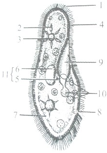 草履虫显微镜手绘图图片