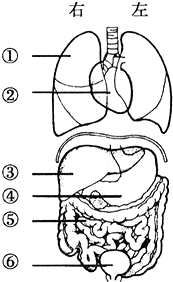 肺(2)写出图中属于消化系统的两个器官(倘颂迥谠嘟峁雇蓟颂器官