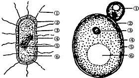 酵母菌分布图片