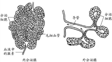 汗腺导管图片