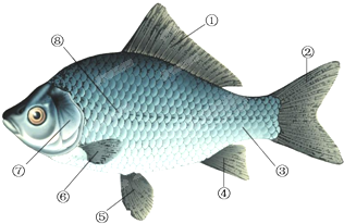 鱼的呼吸器官是             (  )  a鳃裂 b肺 c口 d鳃