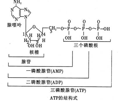 核苷酸结构通式图片