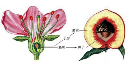 试题分析:①果皮由子房壁发育而来;②种子由胚珠发育而来;苹果是双子