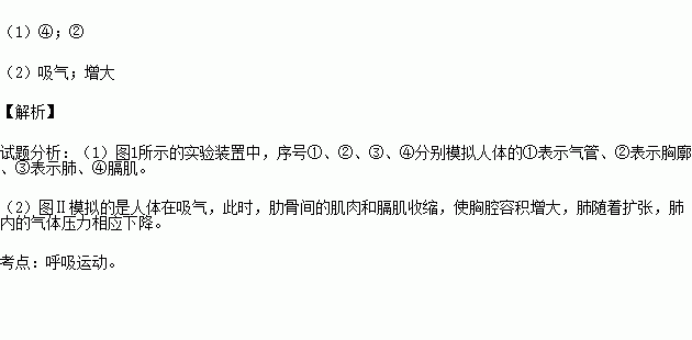 下图是模拟膈肌运动的实验装置及实验过程.请回答问题.