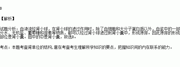 形成原尿的部位是( )a.① b.② c.③ d.