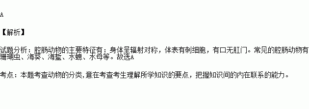 下列动物中属于腔肠动物的是( )