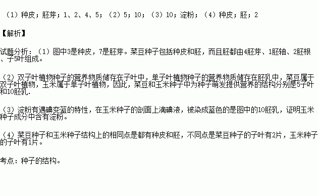 豆什么剖成语_成语故事图片(3)