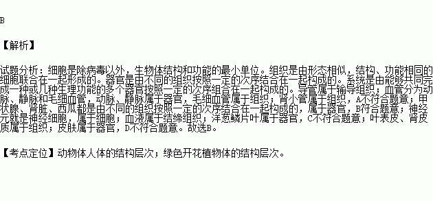 下列各項屬於同一個結構層次的是