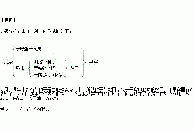 一个西瓜果实中有50粒种子则西瓜花的子房中有多少个胚珠