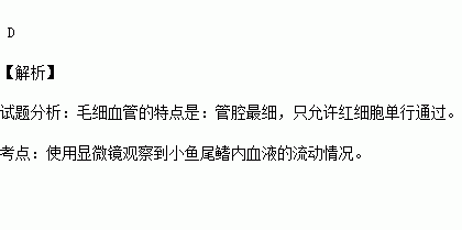 用显微镜观察小鱼尾鳍内血液流动时.辨别毛细血管的主要特征是)a.