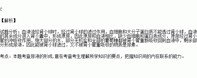 但不能被腎小管重吸收的物質是a.葡萄糖 b.蛋白質c.尿素 d.