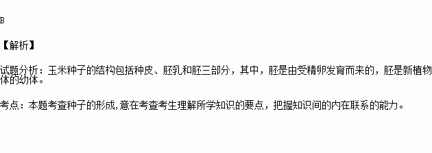 在玉米種子的結構中新植物體的幼體胚是由發育而成