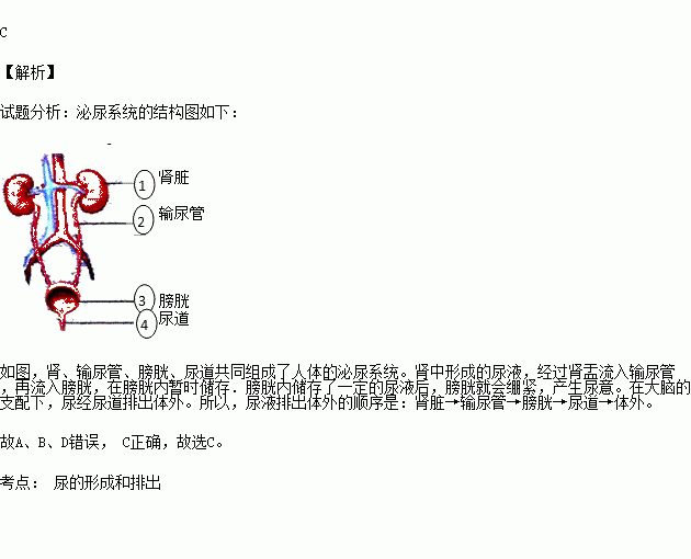 排到体外的途径依次是( )①膀胱 ②输尿管 ③肾脏 ④尿道a.