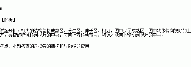 右圖是某同學在顯微鏡視野中看到的洋蔥根尖縱切圖.