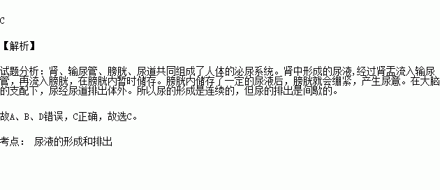 排尿間歇的原因是( )a.汗腺排出汗液的作用b.腎小球的過濾作用c.