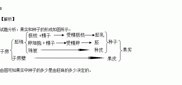 植物果实内的种子数目取决于