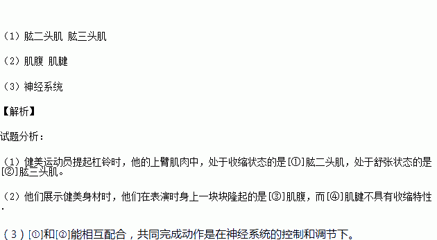 下圖是人的屈肘伸肘示意圖請結合自己的運動回答問題